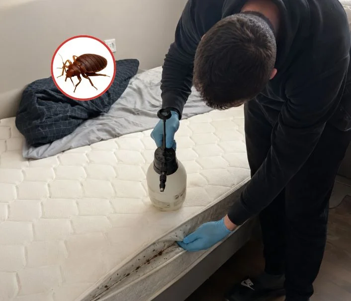 Technicien traitant un matelas contre les punaises de lit à Périgny